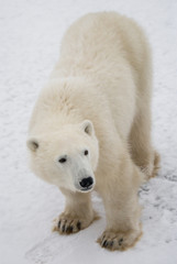 Obraz na płótnie Canvas A polar bear on the tundra. Snow. Canada. An excellent illustration