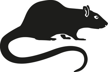 Rat with long tail