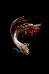 Crown tail Siamese Fighting Fish dancing on black background