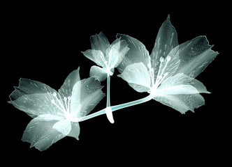 x-ray image flower isolated on black , the Pink Tiger Lily