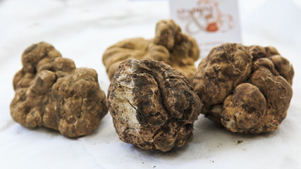 Closeup of white truffles