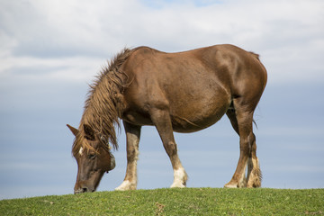 Obraz premium Horse, Umbria, Italy
