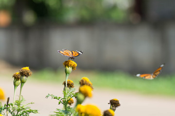 Two butterflies Fly sucking nectar from flowers .