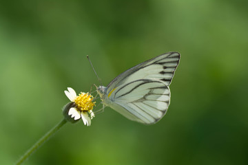 Butterfly wings are sucking nectar from yellow flowers .