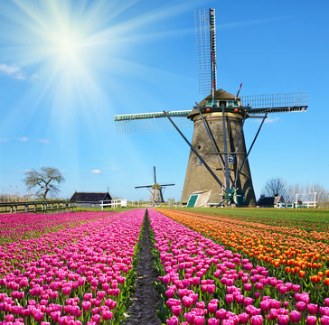 Fabulous landscape of Mill wind and tulips in Holland on a sunny
