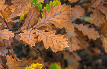 Autumn yellow leaves oak background