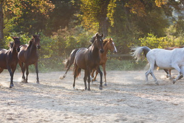 Obraz premium Herd of running horses