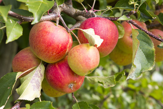 &Auml;pfel am Baum
