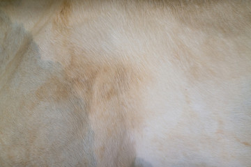 Texture of horse skin
