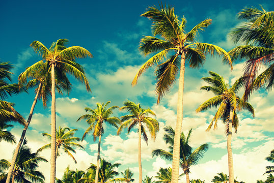 Tropical sky and palm trees. Vintage retro colors post processed. Vacation, Caribbean, tropical, travel,  and destination wedding concept