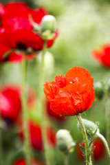 Poppies in the field