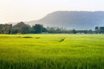 good morning with beautiful green rice field. 