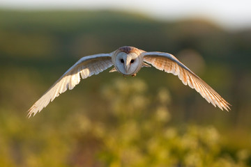 Barn Owl flying head on - 93934426
