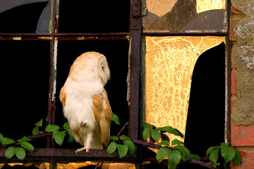 Barn Owl in window