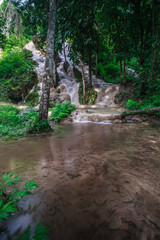 Bua Tong (Sticky waterfall) in north,Chiangmai,Thailand.