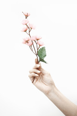 Fototapeta na wymiar Hand with sakura