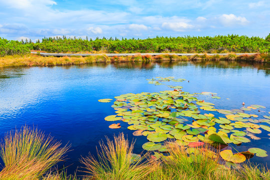 Landscape of Lovrenc lakes with lily lotus plant on Rogla mountain, Slovenia, Europe.
