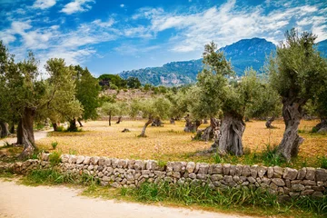 Küchenrückwand glas motiv Olivenbaum Tal mit alten Olivenbäumen