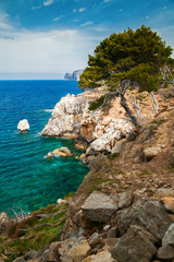 Fototapeta na wymiar beautiful pine growing on a rocky coast