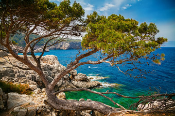 sea view with pine and rocky coastline