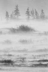 Canadian tundra. Churchill National Park, Canada. Arctic landscape. An excellent illustration.