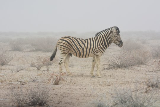 Steppenzebras (Equus Quagga) im Sandsturm im Etosha Nationalpark. 