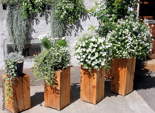 "Sommerblumen im Kübel" Stockfotos und lizenzfreie Bilder auf Fotolia