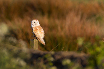 Fototapeta premium Barn Owl perched on post