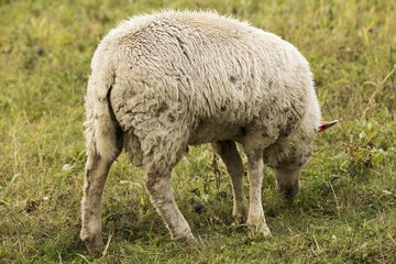 Naklejka na ściany i meble flock of sheep on pasture