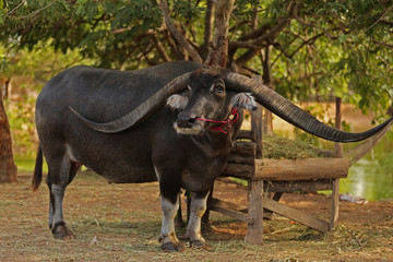 Obraz na płótnie Canvas the longest water buffalo horn in THAILAND