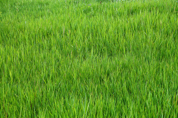 green grass background closeup