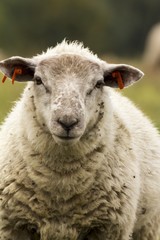 flock of sheep on pasture