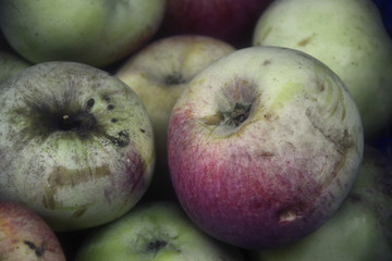 Home fresh apples in wooden crates. Dirty demaged bio apples in box