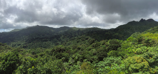 Jungles in El Yunque National  Forest