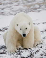 Fototapeta na wymiar Polar bear sitting in the snow on the tundra. Canada. Churchill National Park. An excellent illustration.