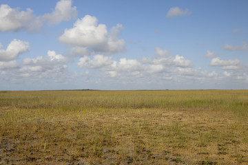 Fototapeta na wymiar Everglades Marsh