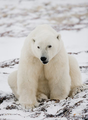 Obraz na płótnie Canvas Polar bear sitting in the snow on the tundra. Canada. Churchill National Park. An excellent illustration.