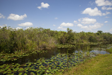 Obraz na płótnie Canvas Everglades River