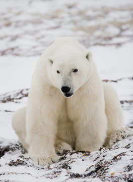 Polar bear sitting in the snow on the tundra. Canada. Churchill National Park. An excellent illustration.