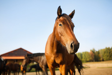 Portrait of the brown horse