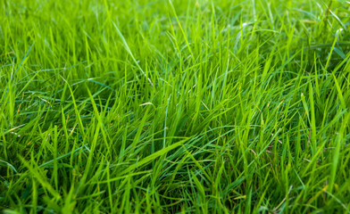 Obraz premium Green grass as natural background