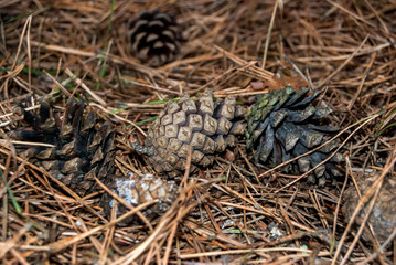 cones on dry pine needles