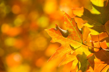 Autumn maple leaves on a tree branch