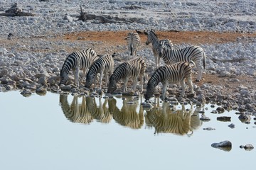 Fototapeta na wymiar Steppenzebras (Equus Quagga) am Wasserloch von Okaukuejo im Etosha Nationalpark.