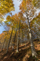 Obraz premium forêt des Vosges en automne