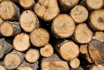 Fototapeta premium Wooden logs. Timber logging in autumn forest.