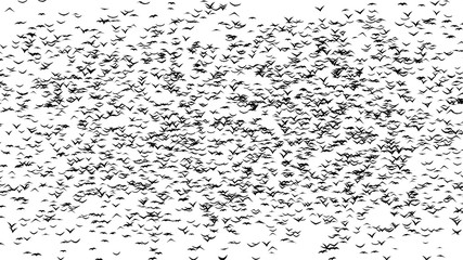 A duple flock of birds forming word halloween  - part of timelapce, stop motion animation