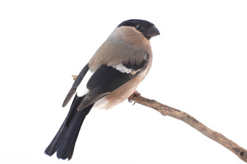 bullfinch
