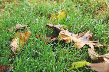 Autumn leaves on grass