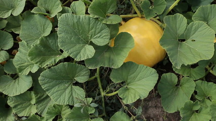 Pumpkin giant growing slide P HD 0100